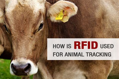 how is rfid used for animal tracking|what is rfid used for.